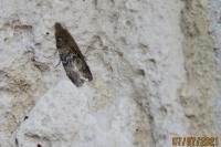 Euzophera pinguis