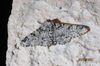 Biston betularia
