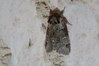 Drymonia obliterata