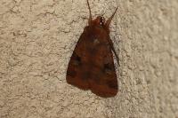 Diarsia brunnea