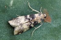 Euzophera pinguis