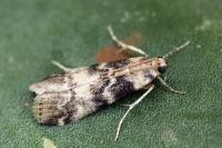 Euzophera pinguis