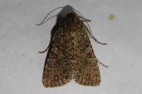 Anarta trifolii