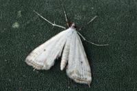 Cataclysta lemnata