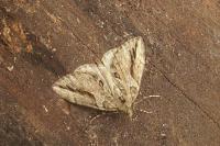 Thera cupressata