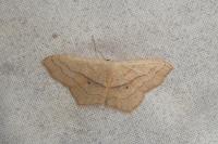 Scopula imitaria