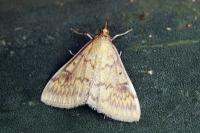 Ostrinia nubilalis
