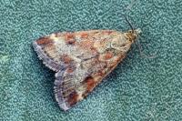 Pyrausta despicata