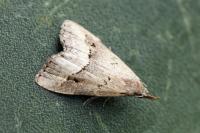 Schrankia taenialis