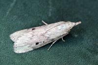 Aphomia sociella