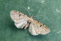 Eupithecia assimilata
