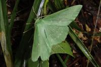 Geometra papilionaria