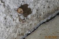 Phalera bucephala