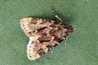 Aglossa caprealis