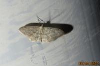 Idaea seriata