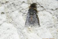 Thaumetopoea pityocampa
