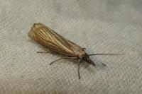 Chrysoteuchia culmella