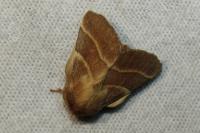 Malacosoma neustria