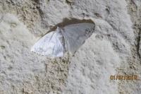 Lomographa temerata