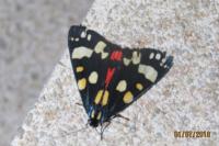Callimorpha dominula
