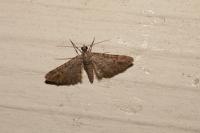 Gymnoscelis rufifasciata