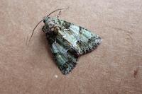 Polyphaenis sericata