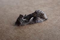 Autographa gamma