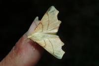 Ennomos erosaria