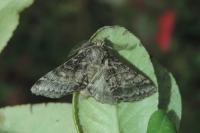Gluphisia crenata