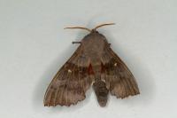 Laothoe populi