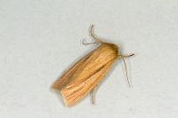 Mythimna impura