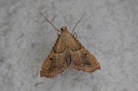 Endotricha flammealis