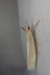 Crambus perlellus
