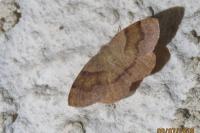 Plagodis pulveraria