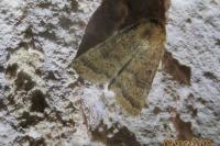 Hoplodrina octogenaria