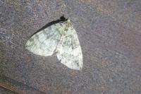 Hydriomena impluviata impluviata