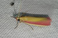 Oncocera semirubella