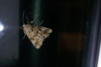 Eremobia ochroleuca