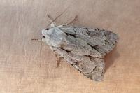 Acronicta psi/tridens