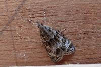 Eudonia mercurella