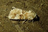Eremobia ochroleuca