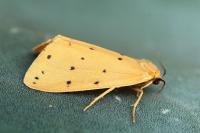 Setina flavicans