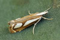 Catoptria mytilella