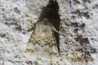 Eremobia ochroleuca