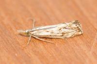 Catoptria falsella