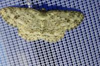 Ectropis crepuscularia