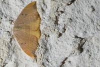 Watsonalla binaria