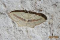 Scopula imitaria