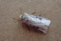 Axylia putris