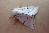 Acronicta leporina